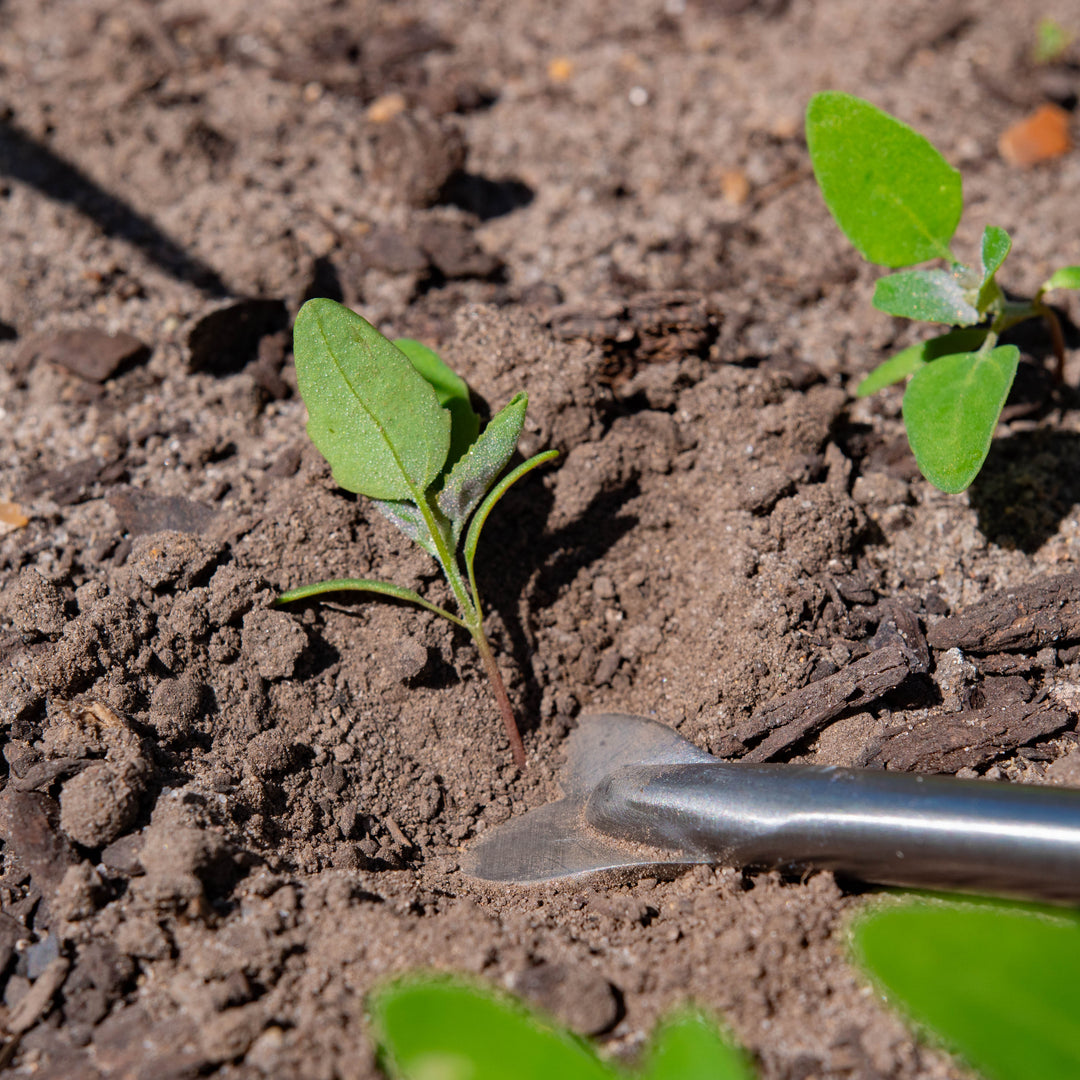 Dandelion weeder