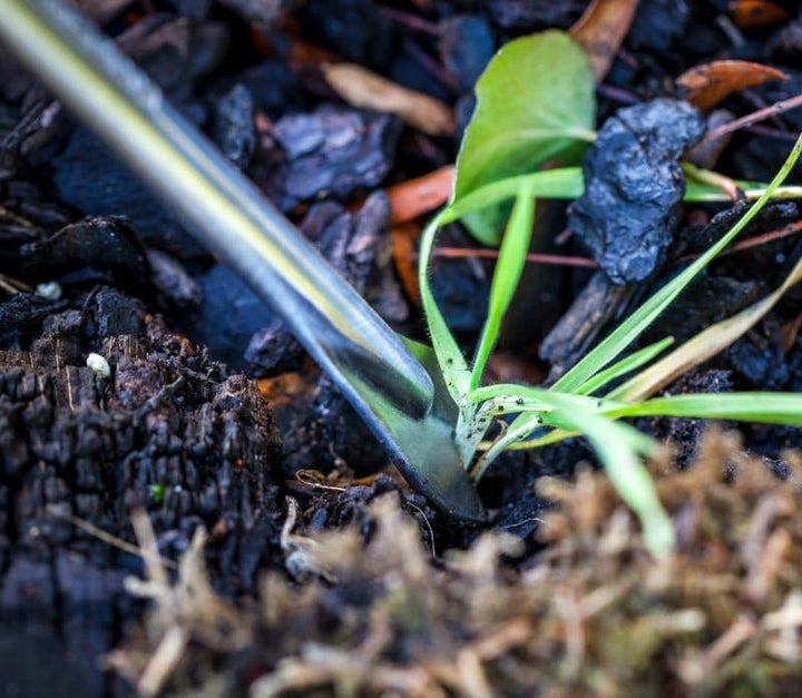 Dandelion weeder